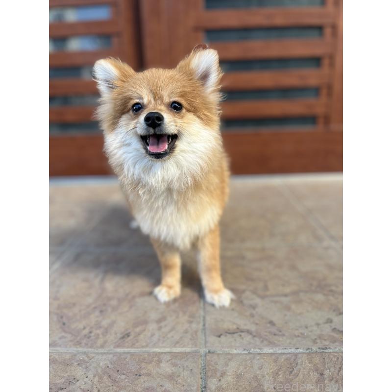 販売中の沖縄県のポメラニアン-419997の5枚目