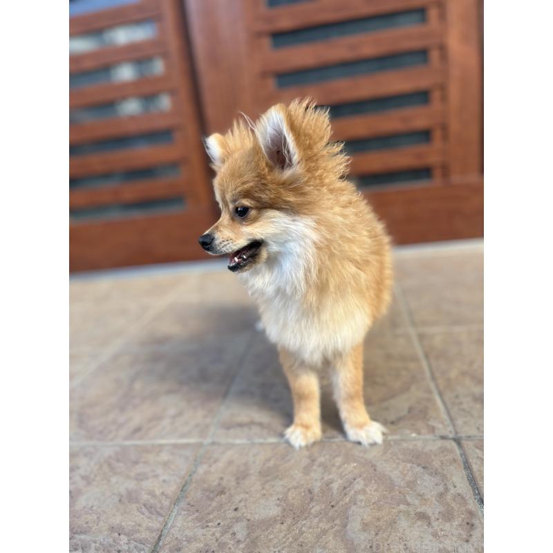 販売中の沖縄県のポメラニアン-419997の3枚目