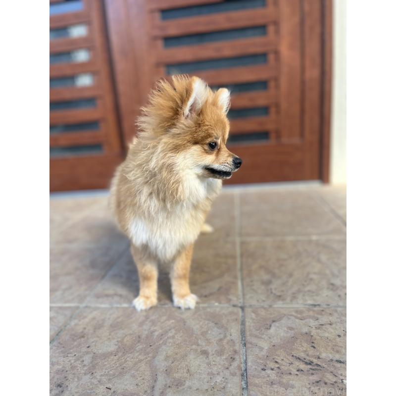 販売中の沖縄県のポメラニアン-419997の2枚目