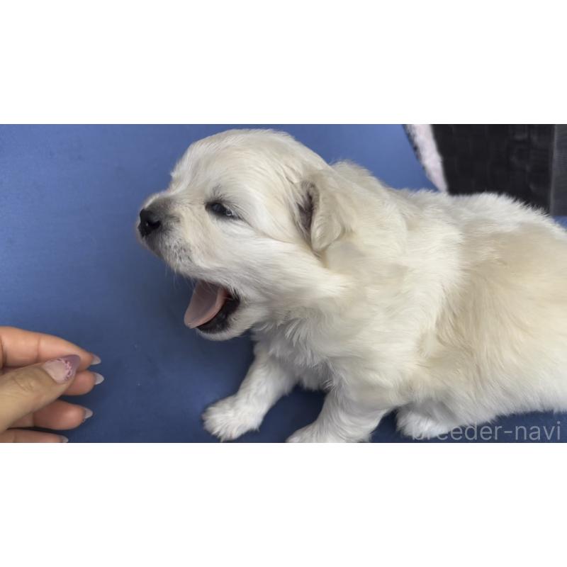 販売中の広島県のミックス犬-449374の11枚目