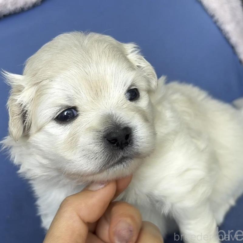 販売中の広島県のミックス犬-449374の10枚目