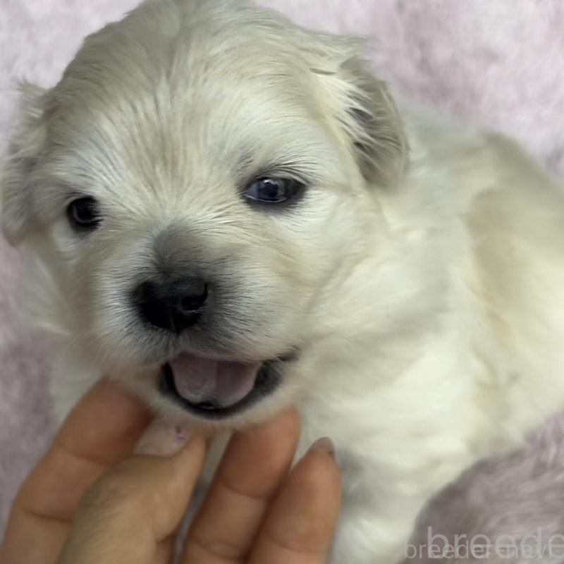 販売中の広島県のミックス犬-449374の9枚目