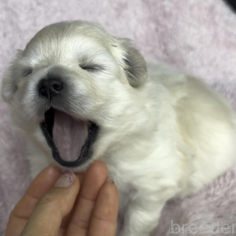 販売中の広島県のミックス犬-449374の8枚目