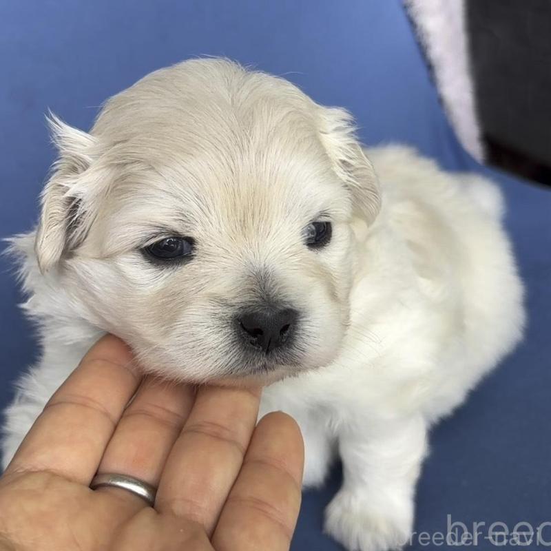 販売中の広島県のミックス犬-449374の7枚目