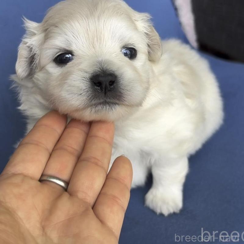 販売中の広島県のミックス犬-449374
