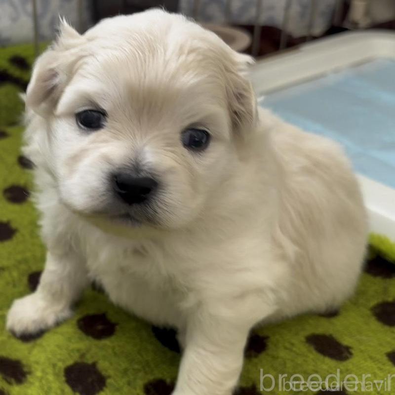 販売中の広島県のミックス犬-449374の6枚目