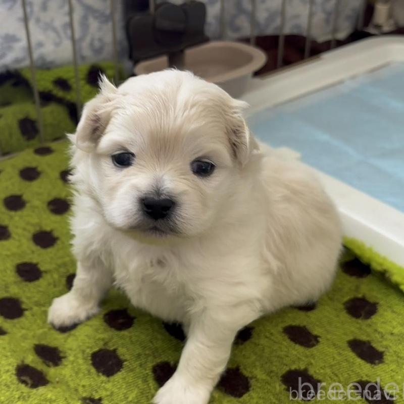 販売中の広島県のミックス犬-449374の5枚目