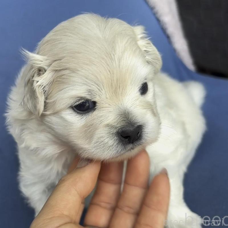 販売中の広島県のミックス犬-449374の4枚目