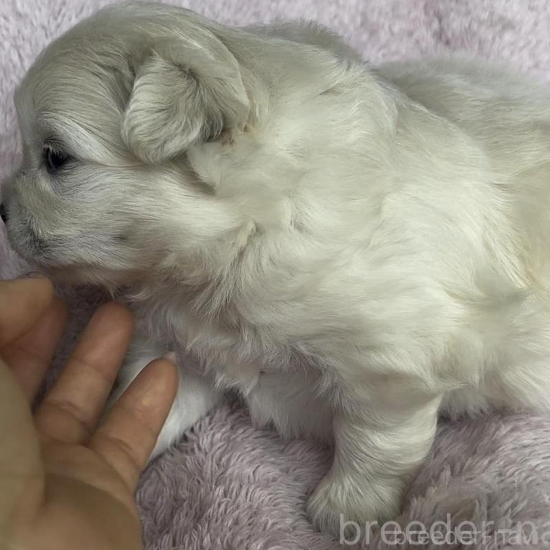 販売中の広島県のミックス犬-449374の3枚目