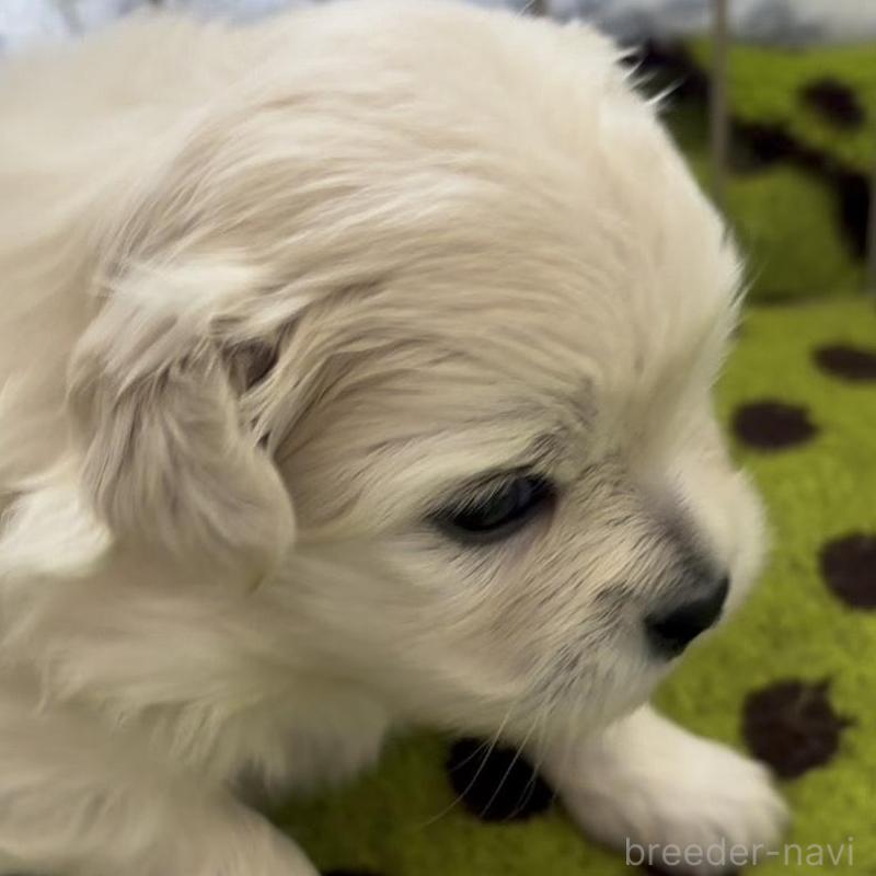 販売中の広島県のミックス犬-449374の2枚目