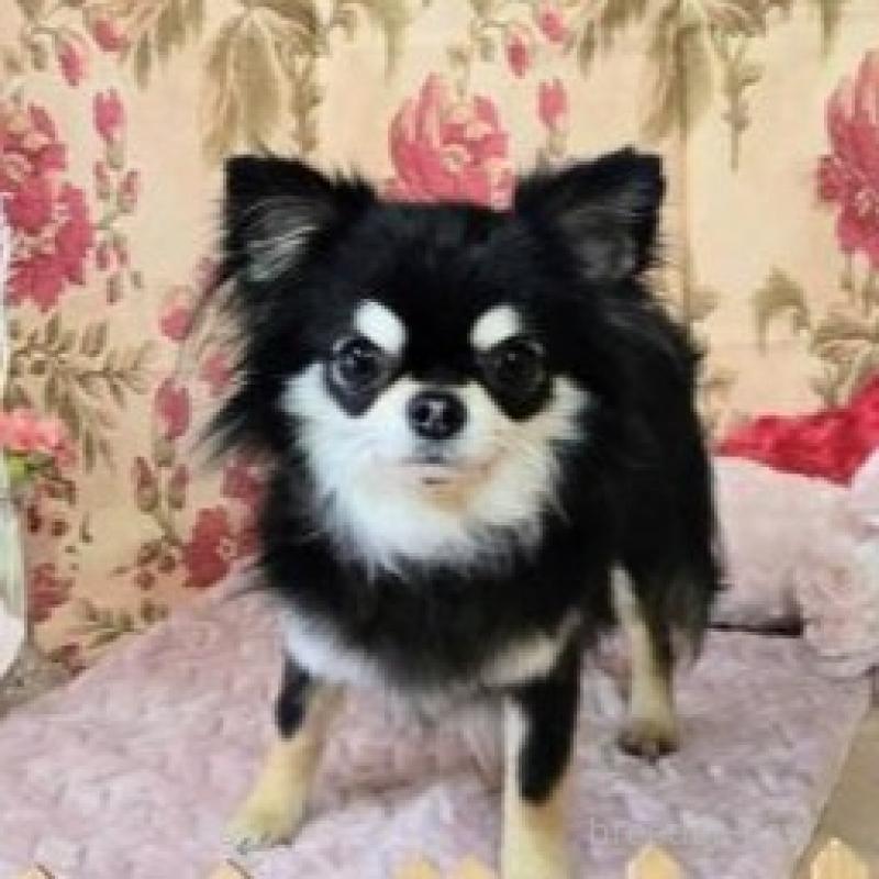 販売中の滋賀県のチワワ(スムースコート)-449376の5枚目