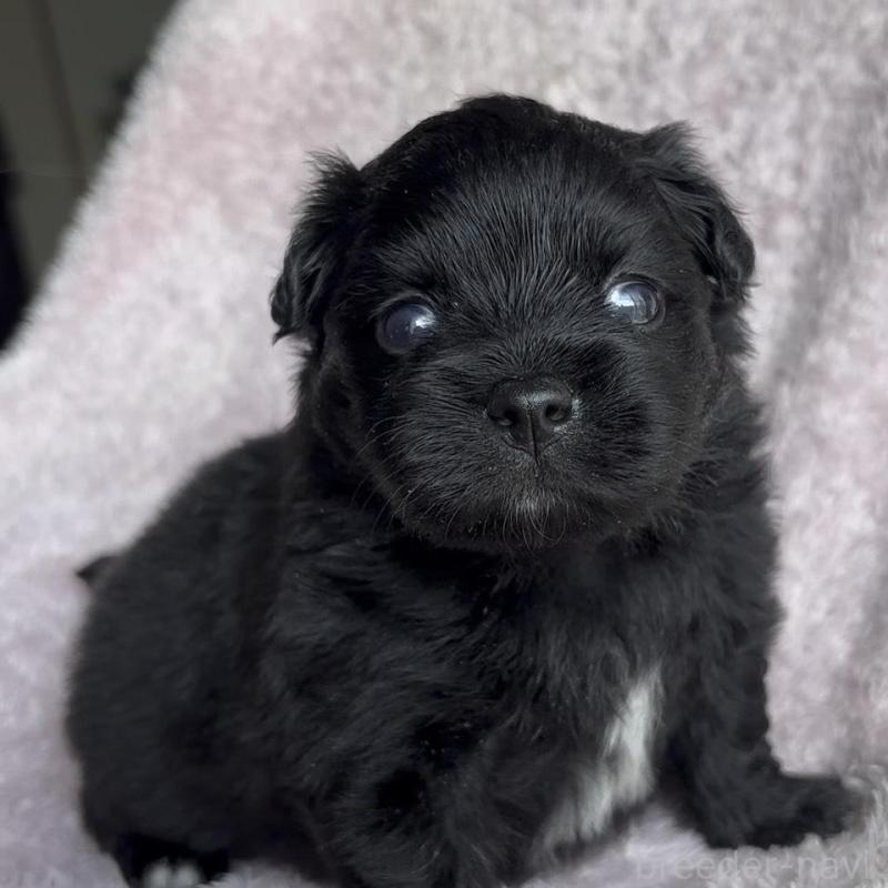 販売中の広島県のミックス犬-449375の9枚目