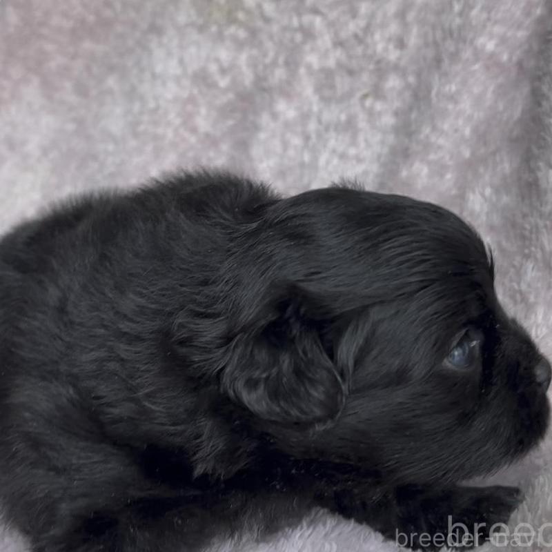 販売中の広島県のミックス犬-449375の8枚目