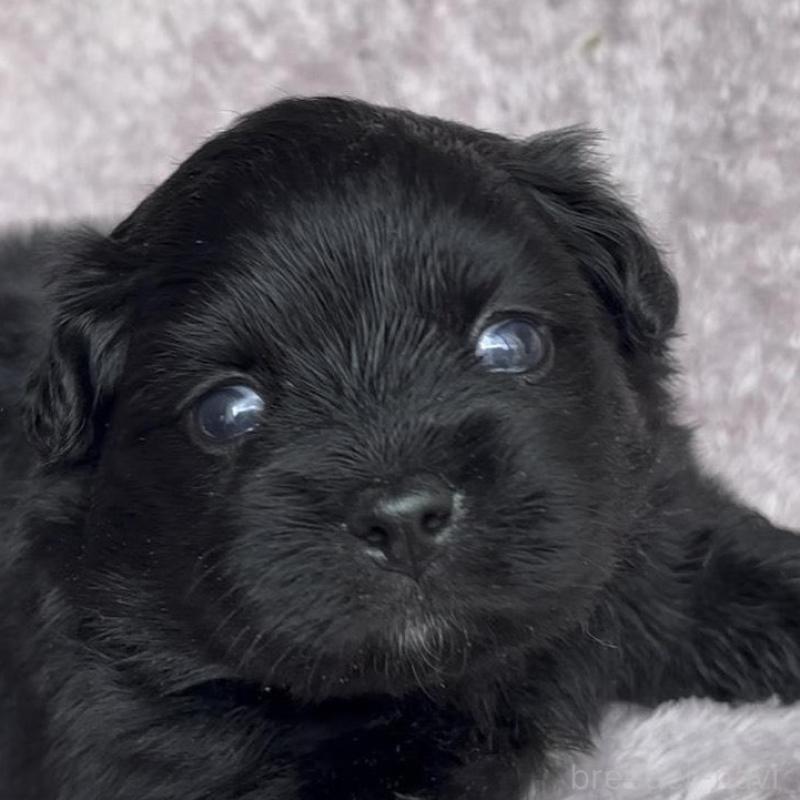 販売中の広島県のミックス犬-449375の7枚目