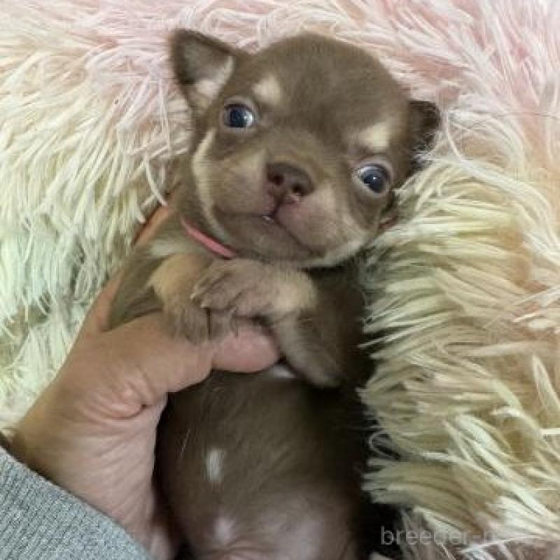 販売中の滋賀県のチワワ(スムースコート)-449376の1枚目