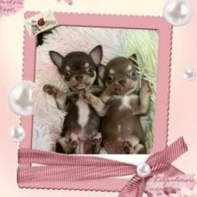 販売中の滋賀県のチワワ(スムースコート)-449376の3枚目