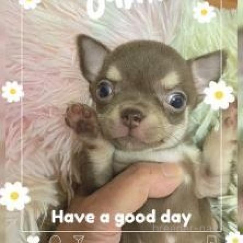 販売中の滋賀県のチワワ(スムースコート)-449376の2枚目