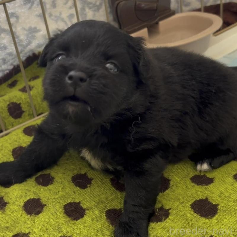 販売中の広島県のミックス犬-449375の6枚目