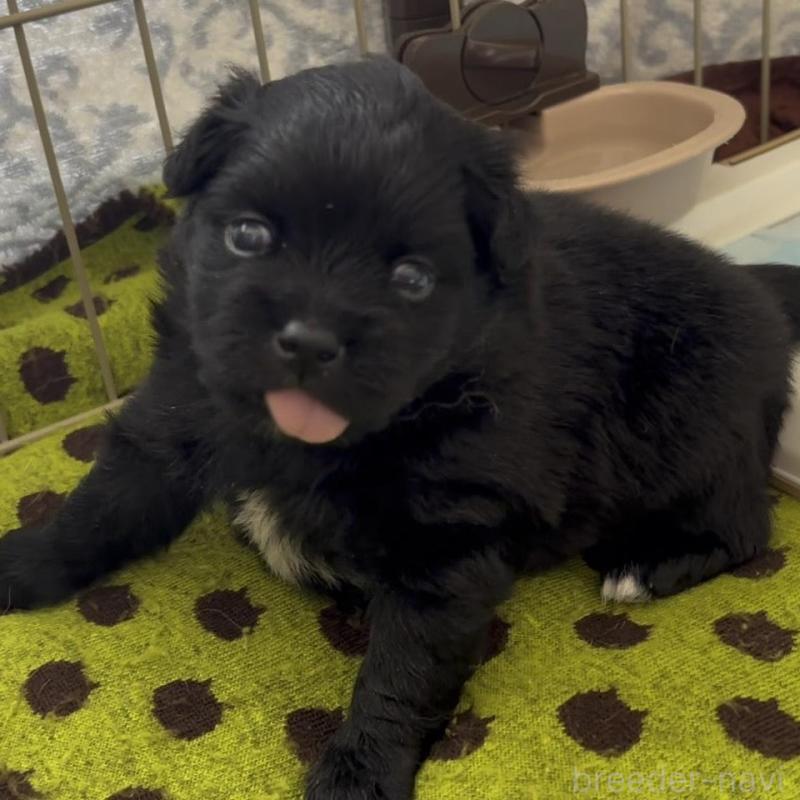 販売中の広島県のミックス犬-449375の5枚目