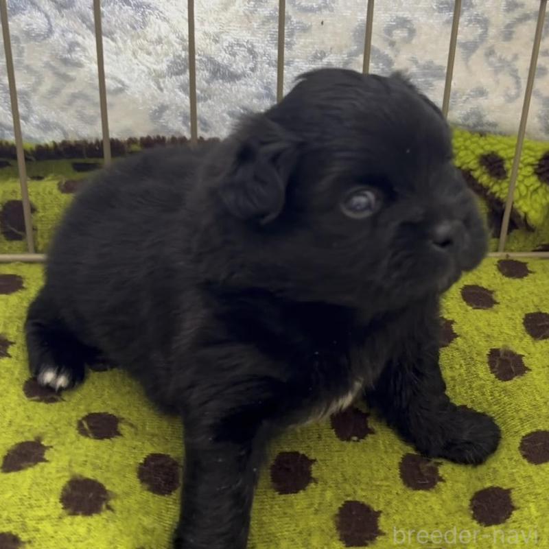 販売中の広島県のミックス犬-449375の3枚目