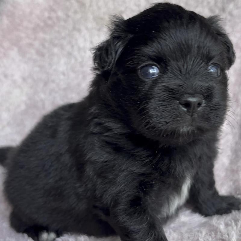 販売中の広島県のミックス犬-449375の2枚目