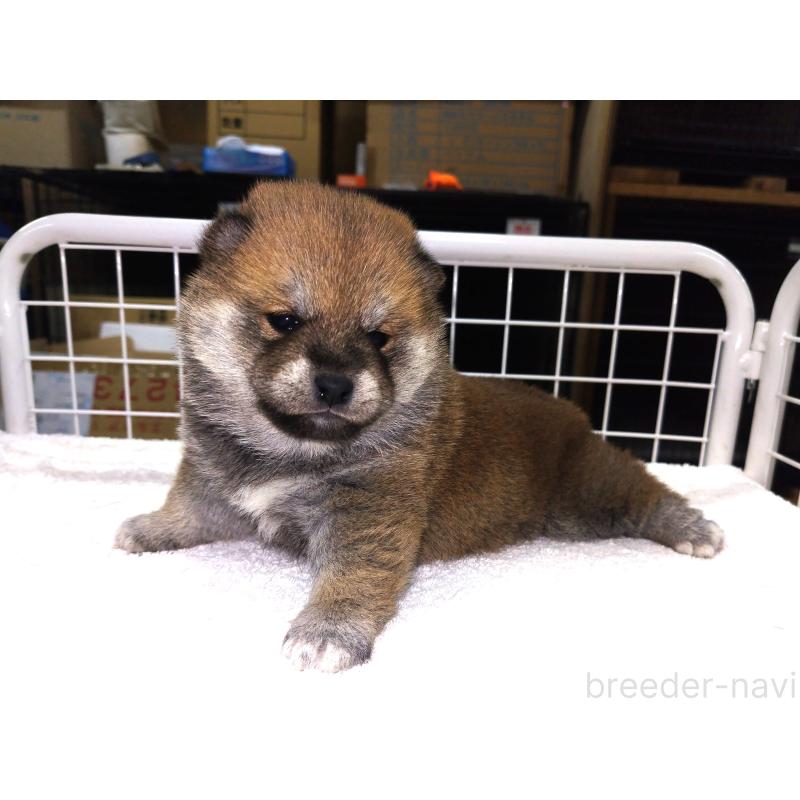 商談中の大阪府の柴犬-449377の3枚目