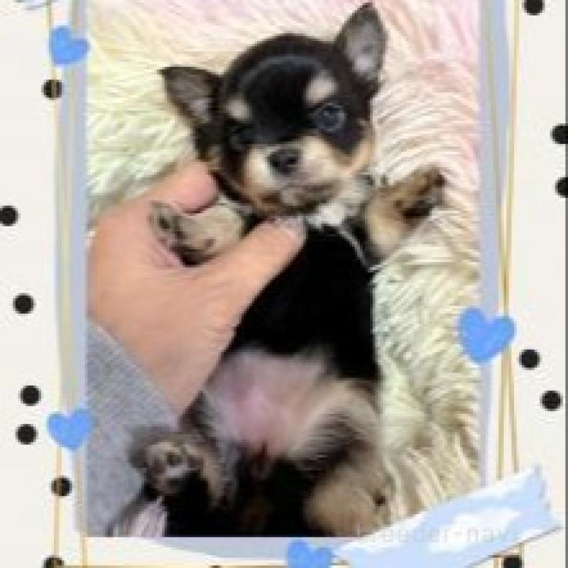 販売中の滋賀県のチワワ(ロングコート)-449378の3枚目