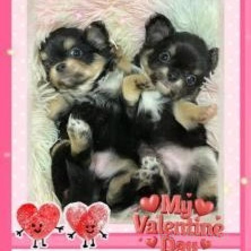 販売中の滋賀県のチワワ(ロングコート)-449378の2枚目