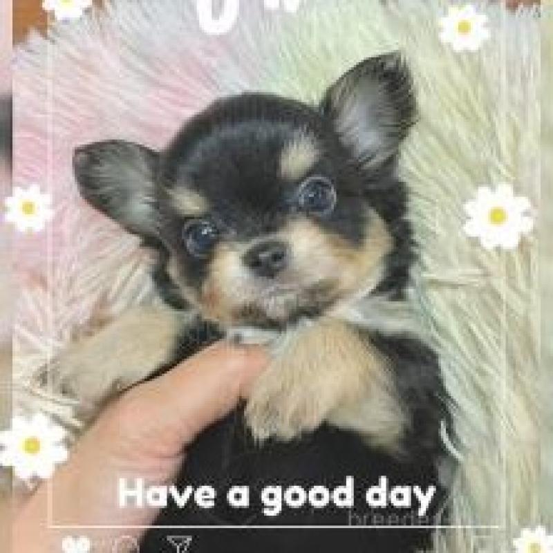 販売中の滋賀県のチワワ(ロングコート)-449378