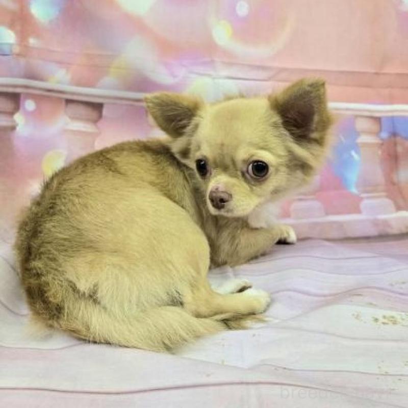 販売中の滋賀県のチワワ(ロングコート)-449379の6枚目