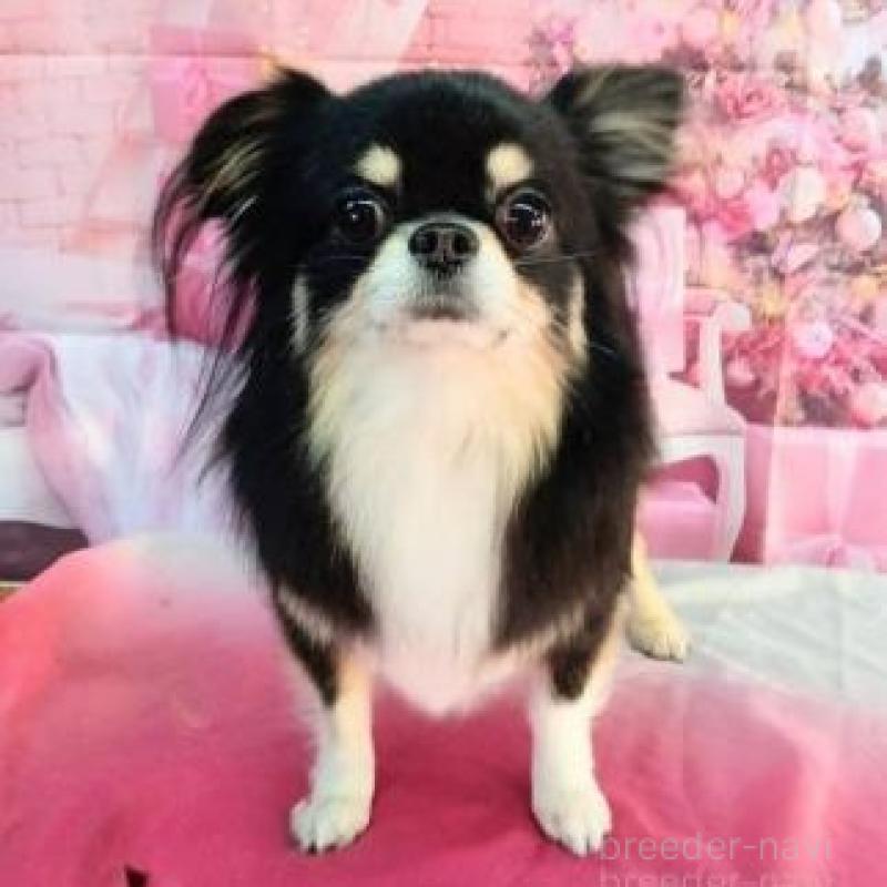 販売中の滋賀県のチワワ(ロングコート)-449379の5枚目