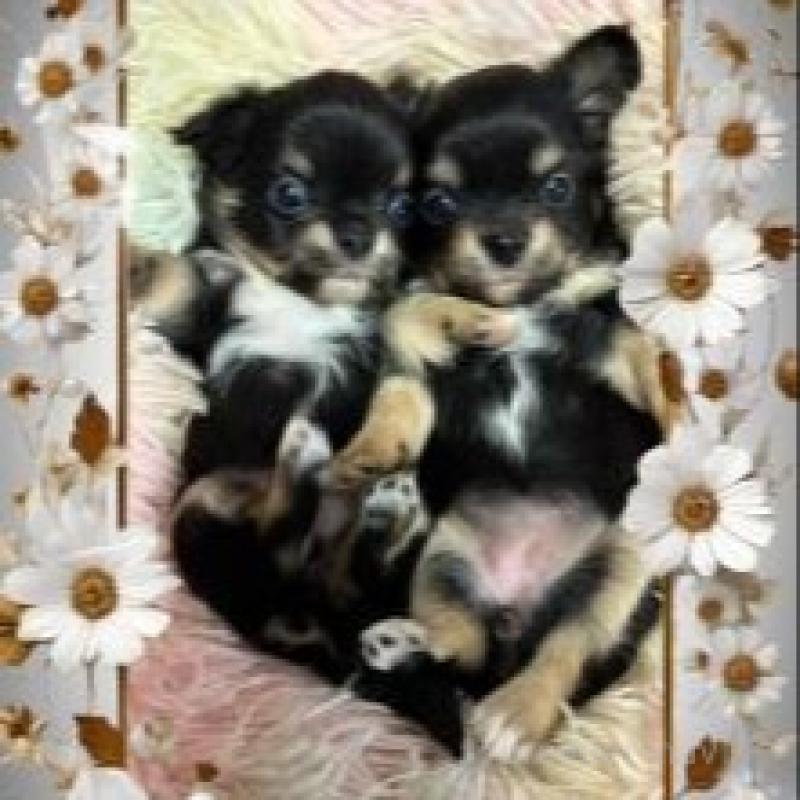 販売中の滋賀県のチワワ(ロングコート)-449379の4枚目