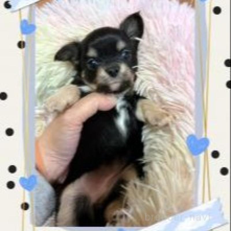 販売中の滋賀県のチワワ(ロングコート)-449379の3枚目