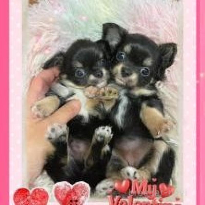 販売中の滋賀県のチワワ(ロングコート)-449379の2枚目