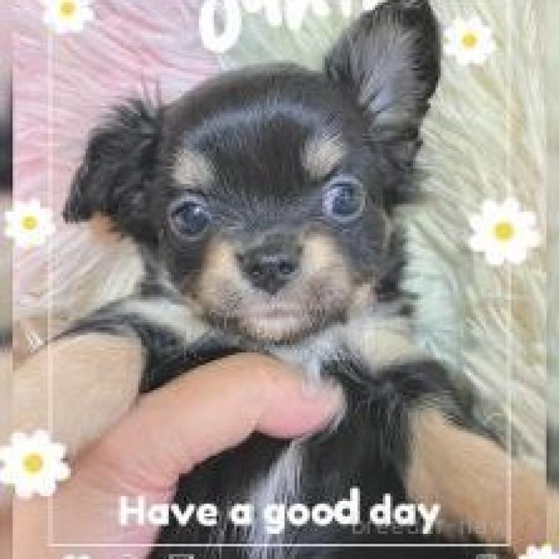 販売中の滋賀県のチワワ(ロングコート)-449379