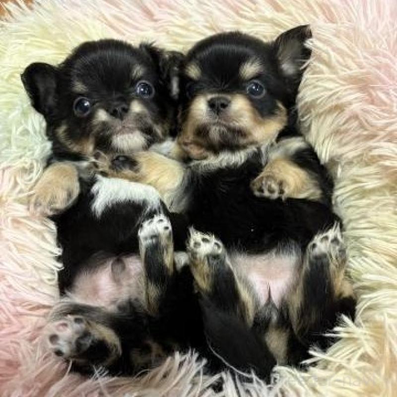 販売中の滋賀県のチワワ(ロングコート)-449380の6枚目