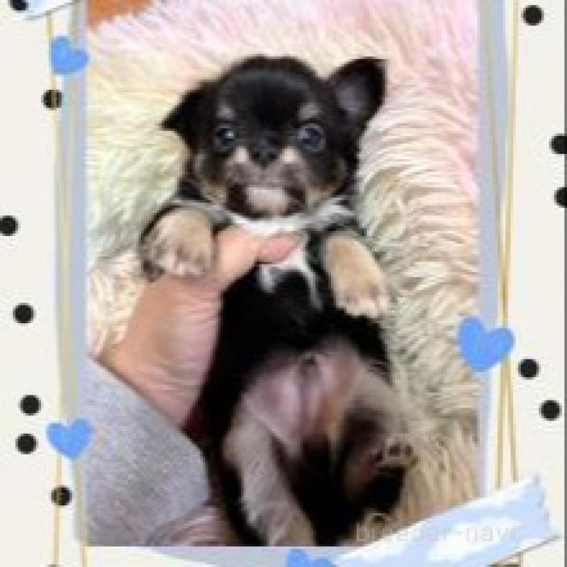 販売中の滋賀県のチワワ(ロングコート)-449380の5枚目