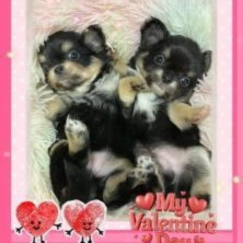 販売中の滋賀県のチワワ(ロングコート)-449380の4枚目