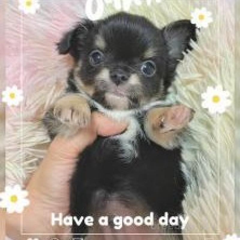 販売中の滋賀県のチワワ(ロングコート)-449380の1枚目