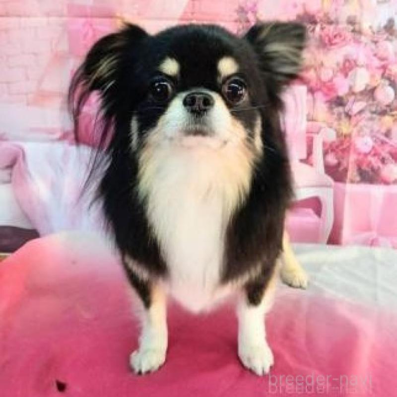 販売中の滋賀県のチワワ(ロングコート)-449380の2枚目