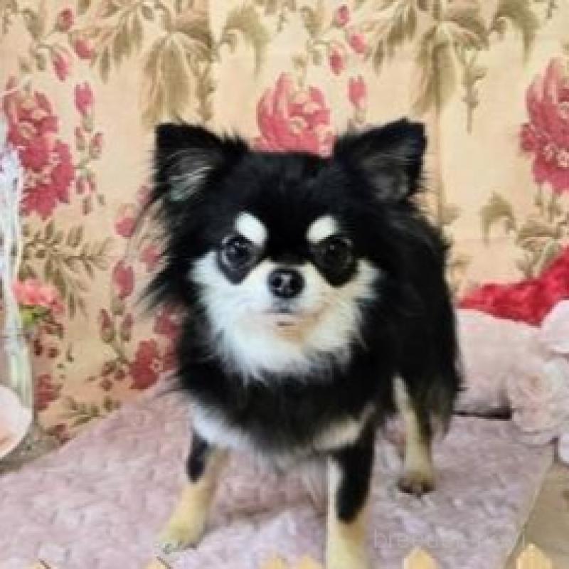 販売中の滋賀県のチワワ(ロングコート)-449381の6枚目