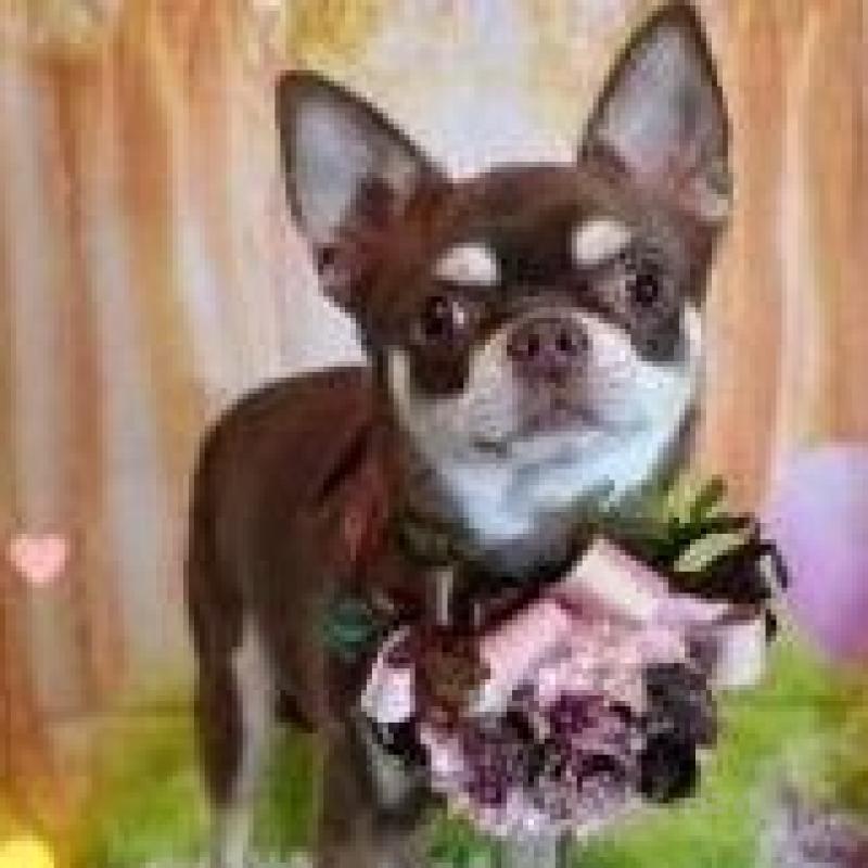 販売中の滋賀県のチワワ(ロングコート)-449381の5枚目