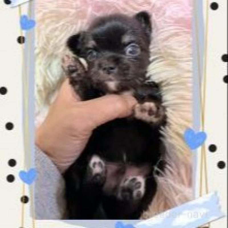 販売中の滋賀県のチワワ(ロングコート)-449381の4枚目