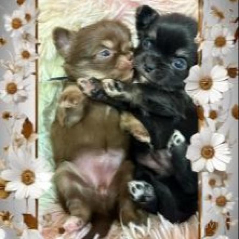 販売中の滋賀県のチワワ(ロングコート)-449381の3枚目