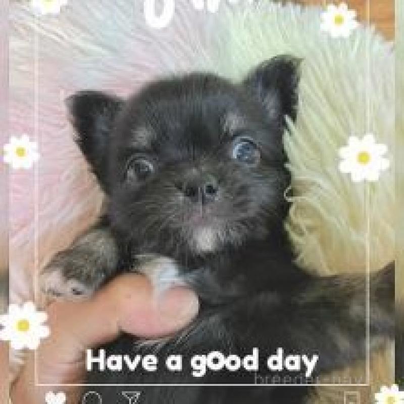 販売中の滋賀県のチワワ(ロングコート)-449381