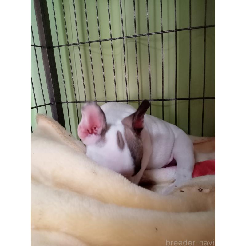 販売中の福岡県のフレンチブルドッグ-429905の2枚目