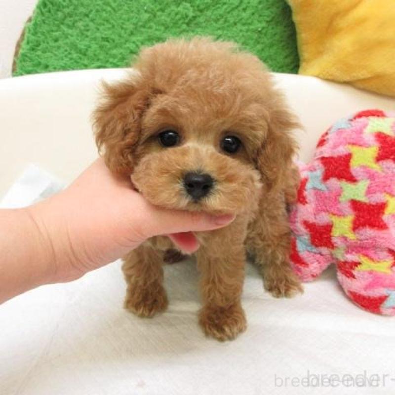 販売中の大阪府のトイプードル-449382の1枚目