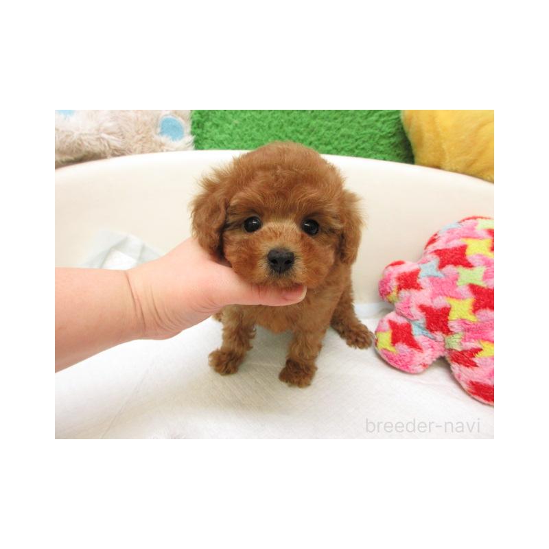 販売中の大阪府のトイプードル-449383の2枚目