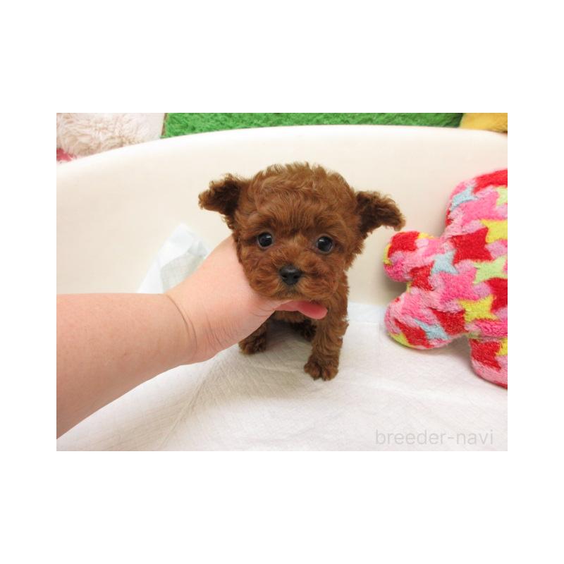 販売中の大阪府のトイプードル-449384の2枚目