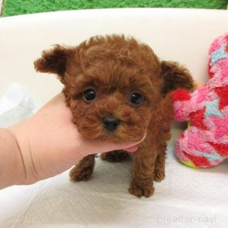 販売中の大阪府のトイプードル-449384